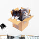 Boxed Kittens Wall Decal