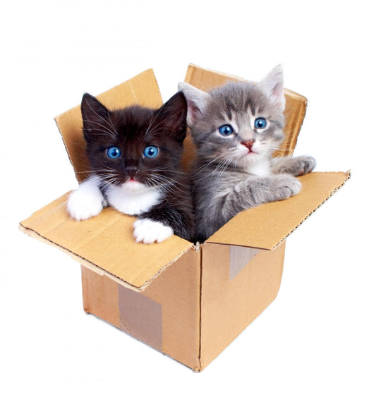 Boxed Kittens Wall Decal