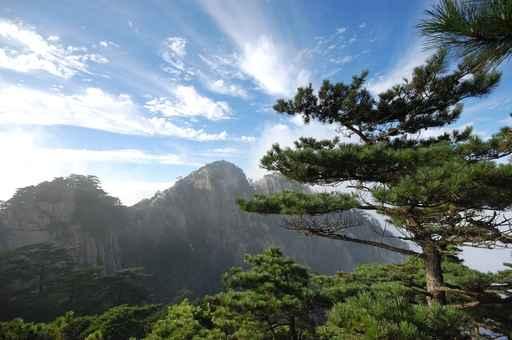 Tree Top Mountain Wall Decal