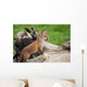 Red Fox Countryside Wall Decal