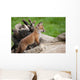 Red Fox Countryside Wall Decal