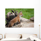 Red Fox Countryside Wall Decal