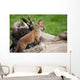 Red Fox Countryside Wall Decal