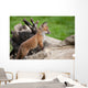 Red Fox Countryside Wall Decal