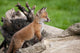 Red Fox Countryside Wall Decal