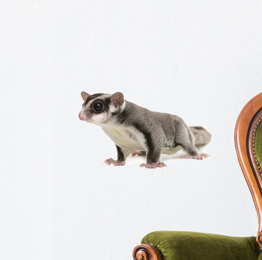 Sugar Glider Petaurus Breviceps Wall Decal Design 3