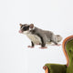 Sugar Glider Petaurus Breviceps Wall Decal Design 3