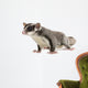 Sugar Glider Petaurus Breviceps Wall Decal Design 3