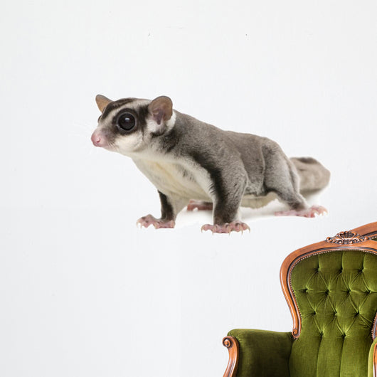 Sugar Glider Petaurus Breviceps Wall Decal Design 3