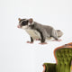 Sugar Glider Petaurus Breviceps Wall Decal Design 3
