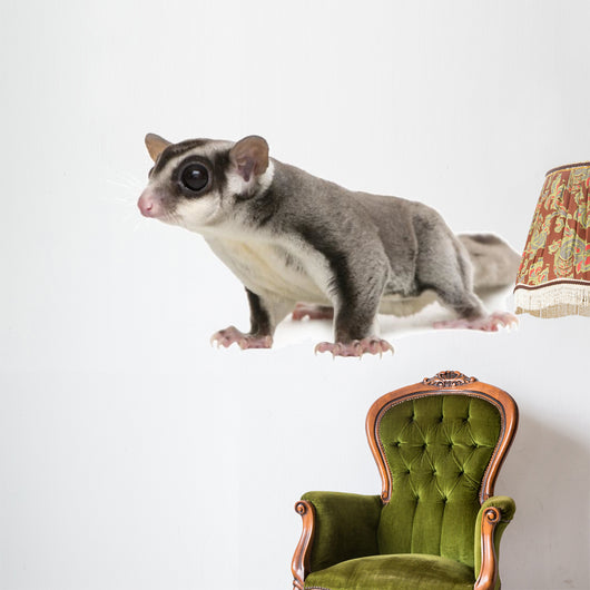 Sugar Glider Petaurus Breviceps Wall Decal Design 3
