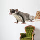 Sugar Glider Petaurus Breviceps Wall Decal Design 3