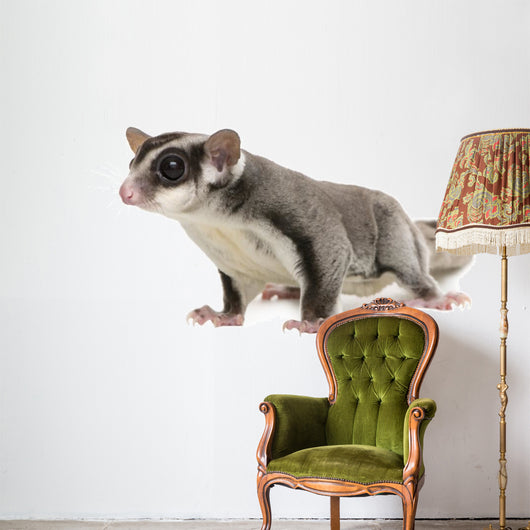 Sugar Glider Petaurus Breviceps Wall Decal Design 3