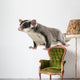 Sugar Glider Petaurus Breviceps Wall Decal Design 3
