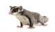 Sugar Glider Petaurus Breviceps Wall Decal Design 3