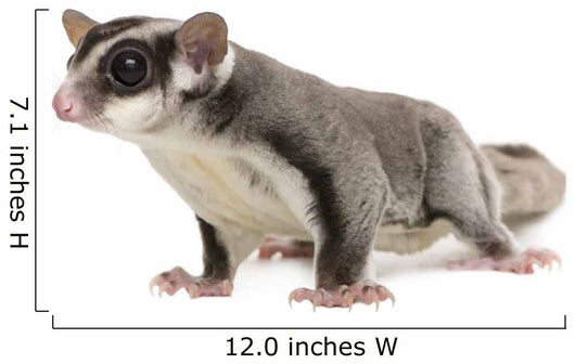 Sugar Glider Petaurus Breviceps Wall Decal Design 3