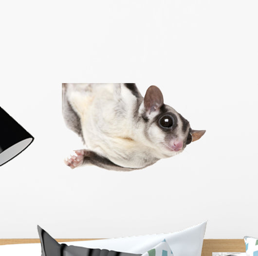 Sugar Glider Wall Decal