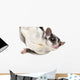 Sugar Glider Wall Decal