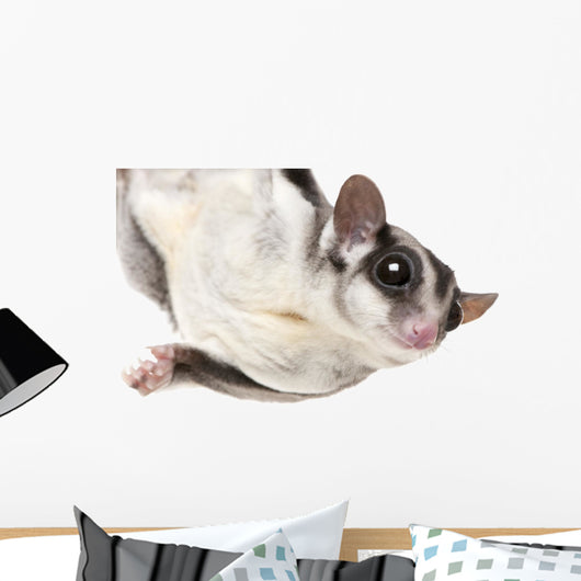 Sugar Glider Wall Decal