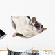 Sugar Glider Wall Decal