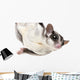 Sugar Glider Wall Decal