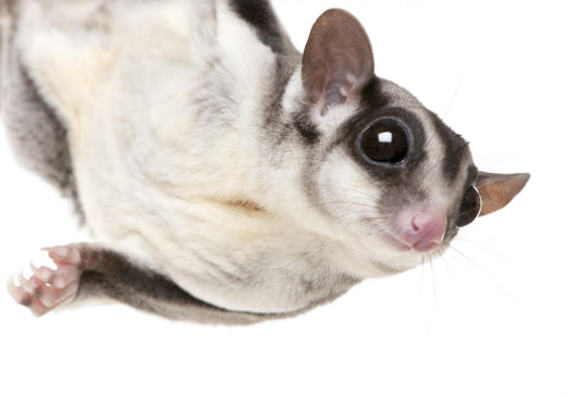 Sugar Glider Wall Decal