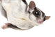Sugar Glider Wall Decal