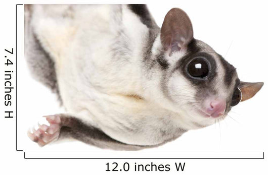 Sugar Glider Wall Decal