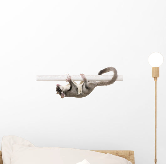 Sugar Glider Petaurus Breviceps Wall Decal Design 2