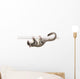 Sugar Glider Petaurus Breviceps Wall Decal Design 2