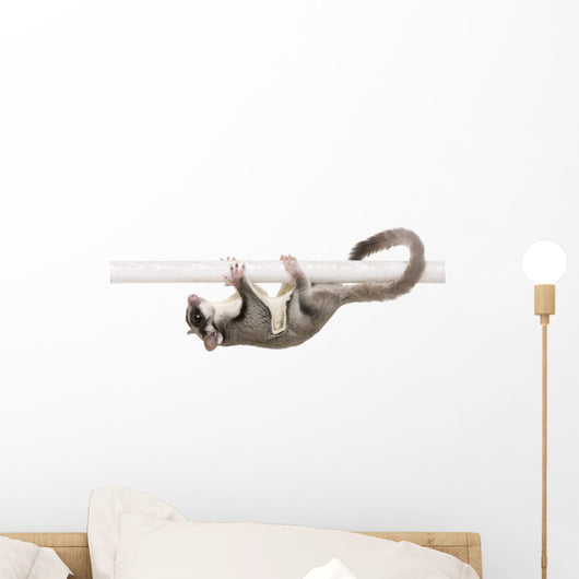 Sugar Glider Petaurus Breviceps Wall Decal Design 2
