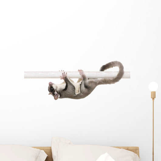 Sugar Glider Petaurus Breviceps Wall Decal Design 2