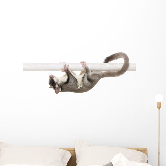 Sugar Glider Petaurus Breviceps Wall Decal Design 2