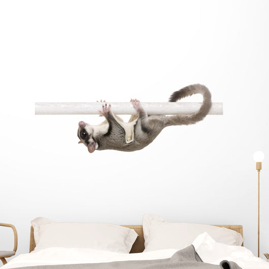 Sugar Glider Petaurus Breviceps Wall Decal Design 2