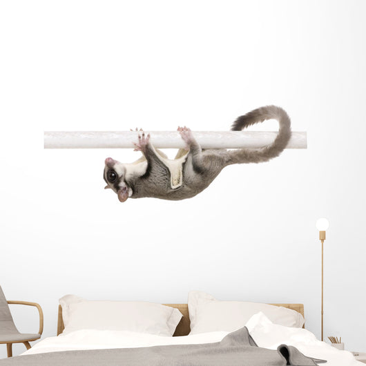 Sugar Glider Petaurus Breviceps Wall Decal Design 2