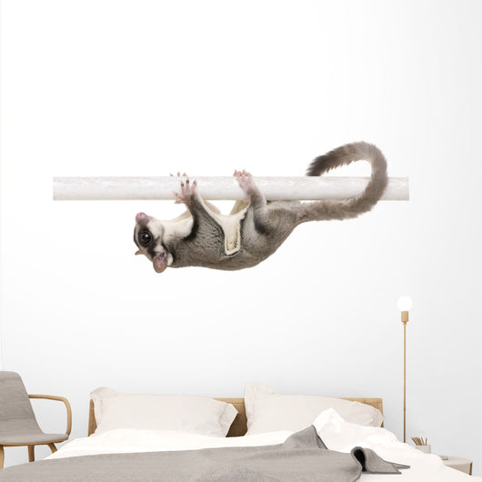 Sugar Glider Petaurus Breviceps Wall Decal Design 2