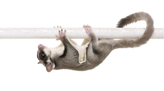 Sugar Glider Petaurus Breviceps Wall Decal Design 2