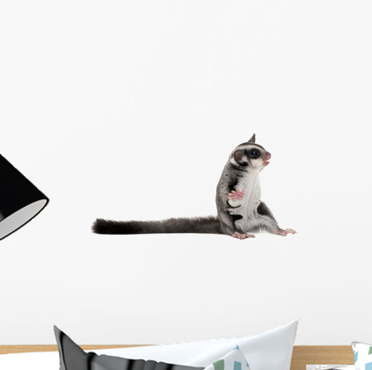 Sugar Glider Petaurus Breviceps Wall Decal Design 1