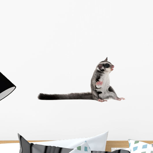 Sugar Glider Petaurus Breviceps Wall Decal Design 1
