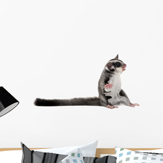 Sugar Glider Petaurus Breviceps Wall Decal Design 1