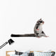 Sugar Glider Petaurus Breviceps Wall Decal Design 1