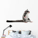 Sugar Glider Petaurus Breviceps Wall Decal Design 1