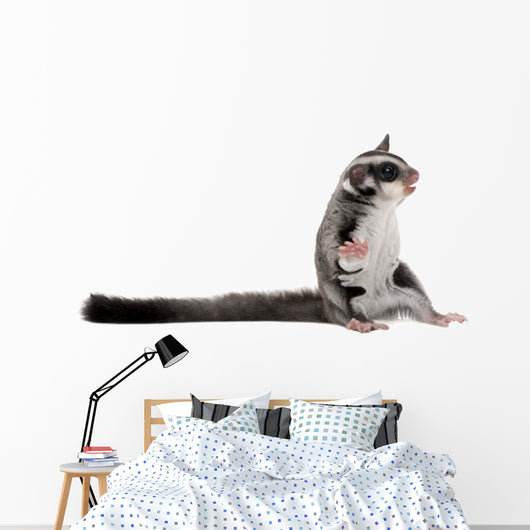 Sugar Glider Petaurus Breviceps Wall Decal Design 1