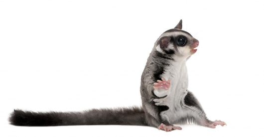 Sugar Glider Petaurus Breviceps Wall Decal Design 1