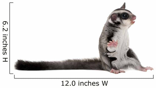 Sugar Glider Petaurus Breviceps Wall Decal Design 1