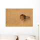 Male Lion Serengeti Wall Decal