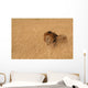 Male Lion Serengeti Wall Decal