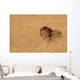 Male Lion Serengeti Wall Decal