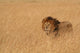 Male Lion Serengeti Wall Decal