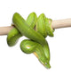 Green Tree Python Looking Wall Decal